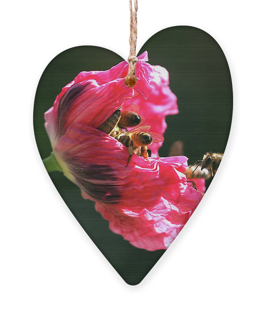 Papaver Somniferum Ornament featuring the photograph Occupy Poppy Party by Joe Schofield