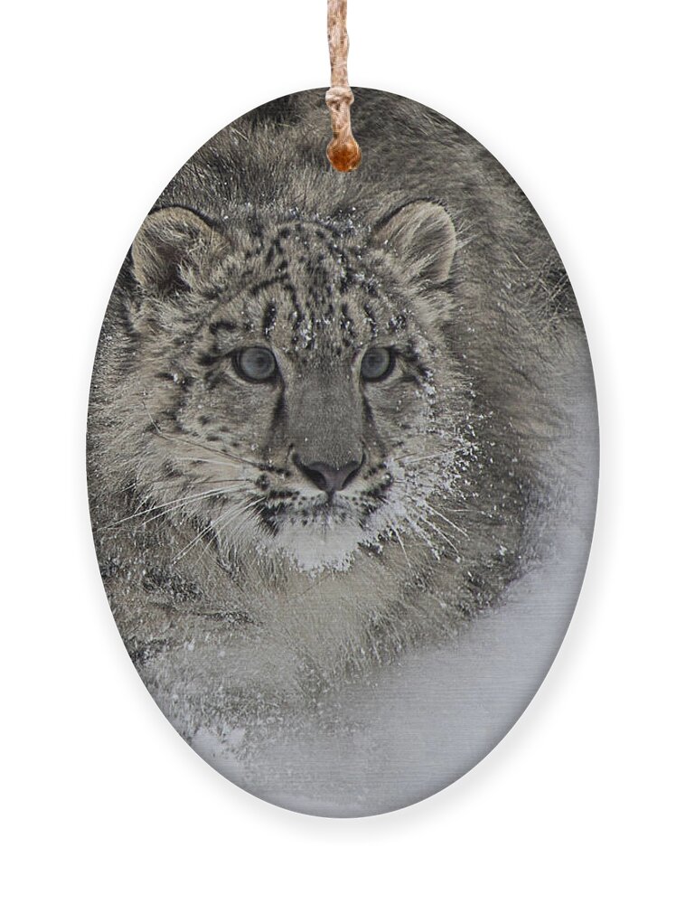 Animal Ornament featuring the photograph On the Move by Teresa Wilson