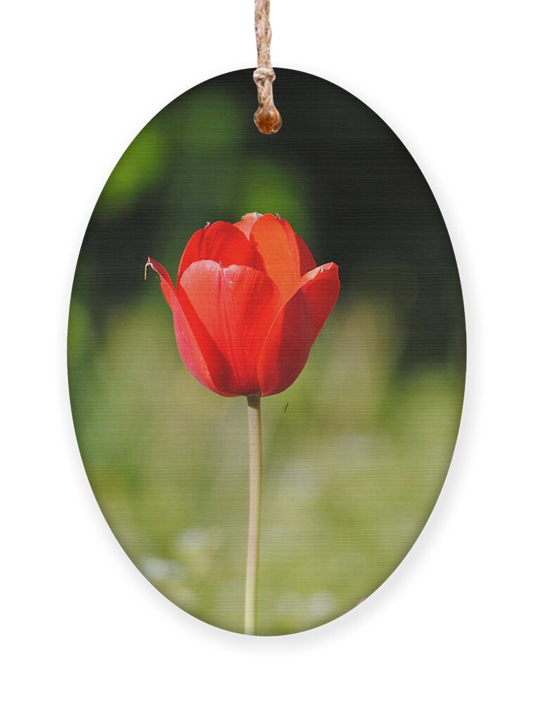 Tulip Ornament featuring the photograph One of a Kind by Jai Johnson