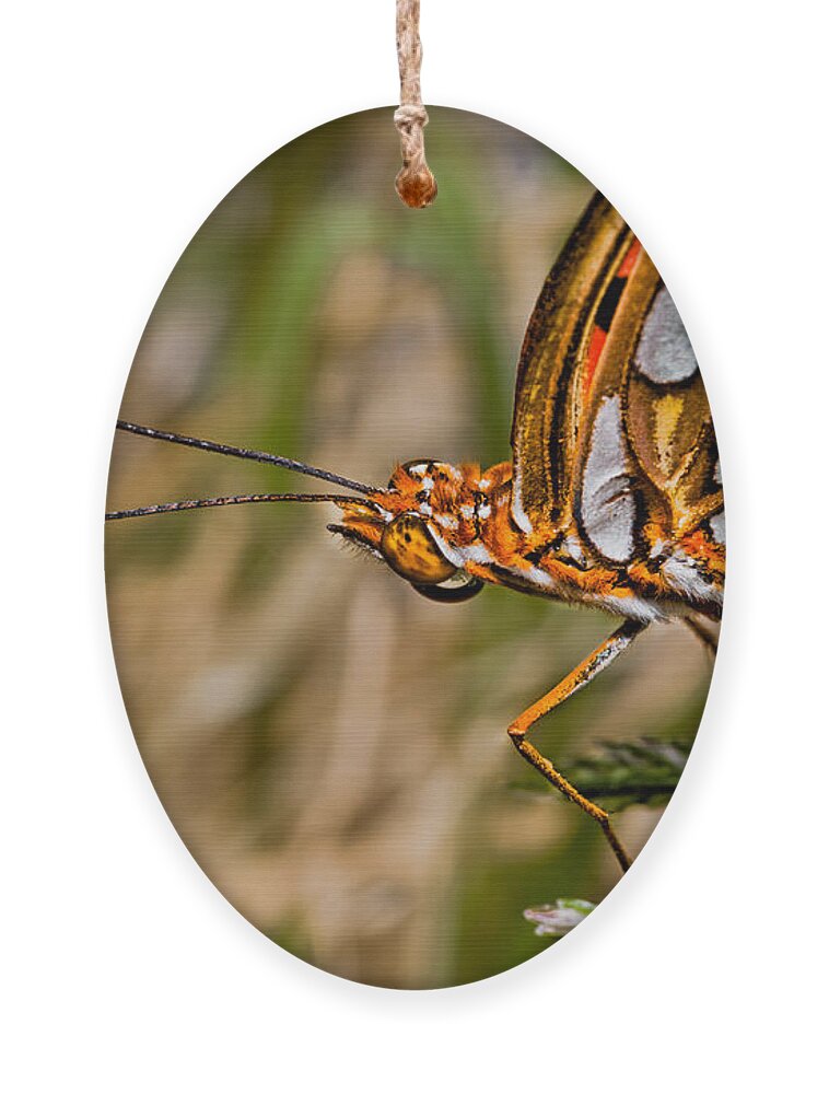 Photograph Ornament featuring the photograph Orange And White Buterfly by Christopher Holmes
