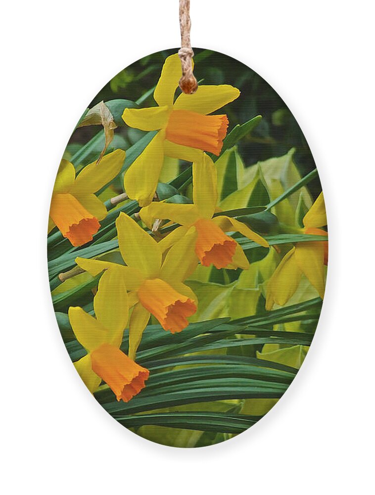 Narcissus Ornament featuring the photograph Orange Cup Narcissus by Janis Senungetuk