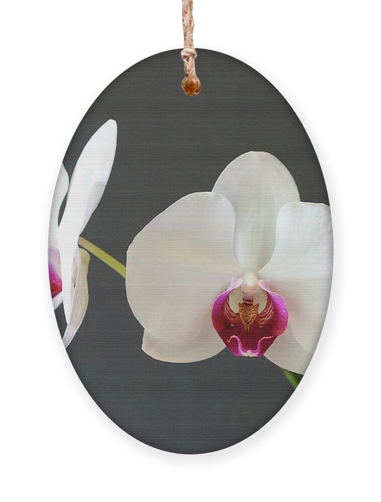 Orchid Ornament featuring the photograph Orchid Blooms by Laurel Best