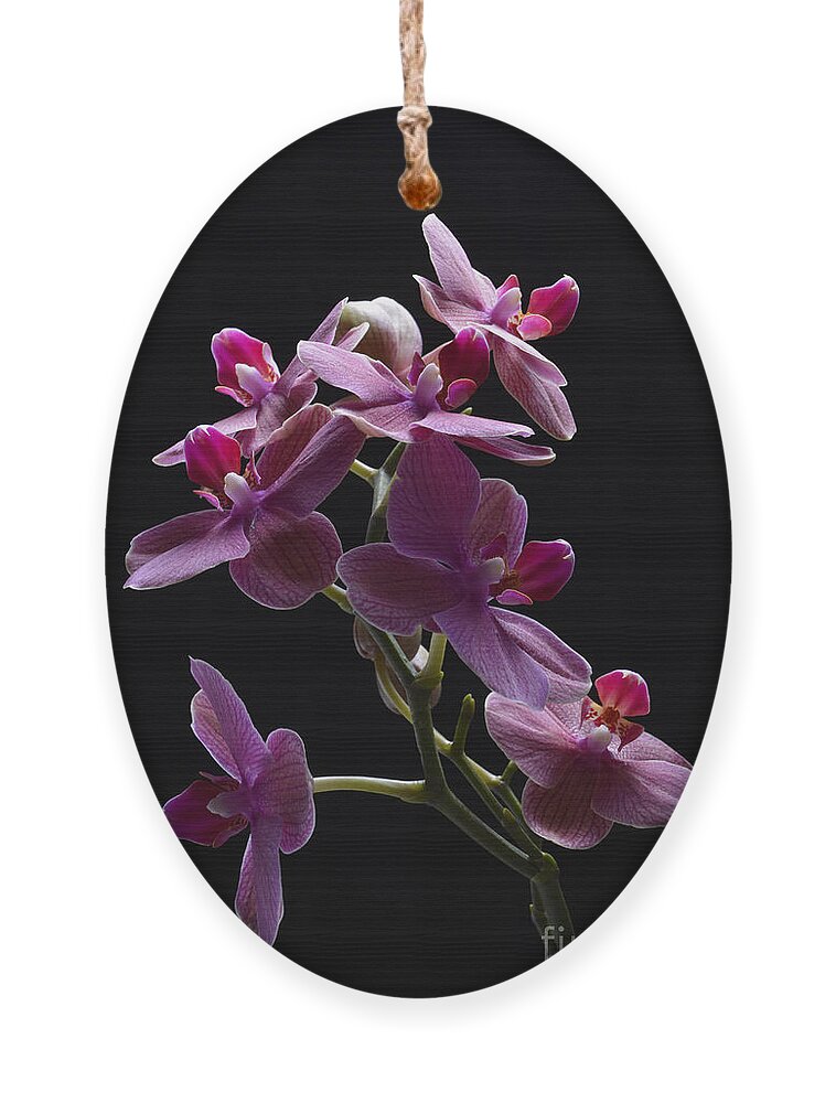 Orchid Ornament featuring the photograph Orchid in flight by Robert WK Clark