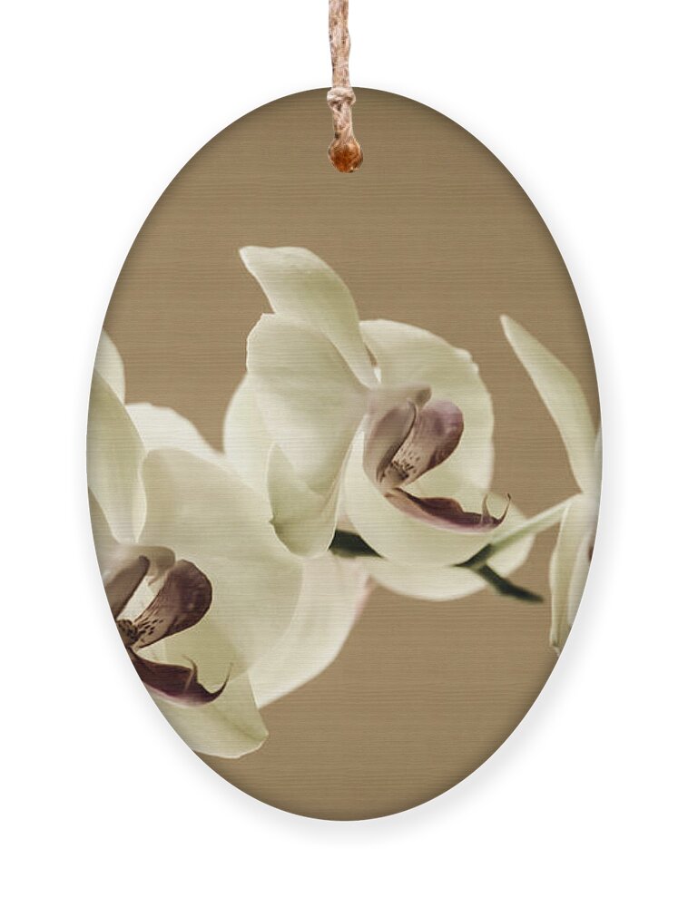 Orchids Ornament featuring the photograph Orchids In Sepia by Debra Martz