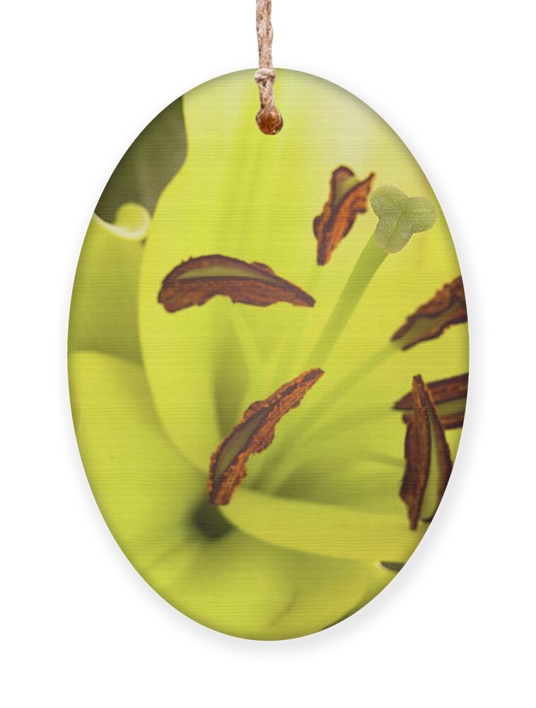 Alive Ornament featuring the photograph Oriental Lily Flower by Raul Rodriguez