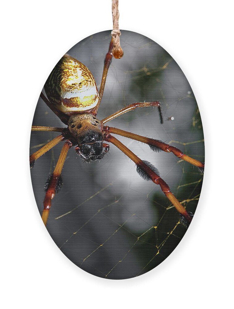 Spider Ornament featuring the photograph Out Of The Dark by Christopher Holmes