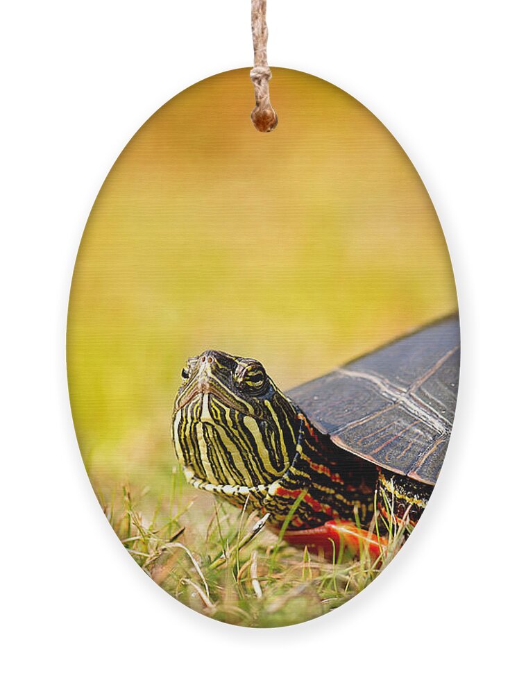 Painted Turtle Photo Ornament featuring the photograph Painted Turtle Print by Gwen Gibson