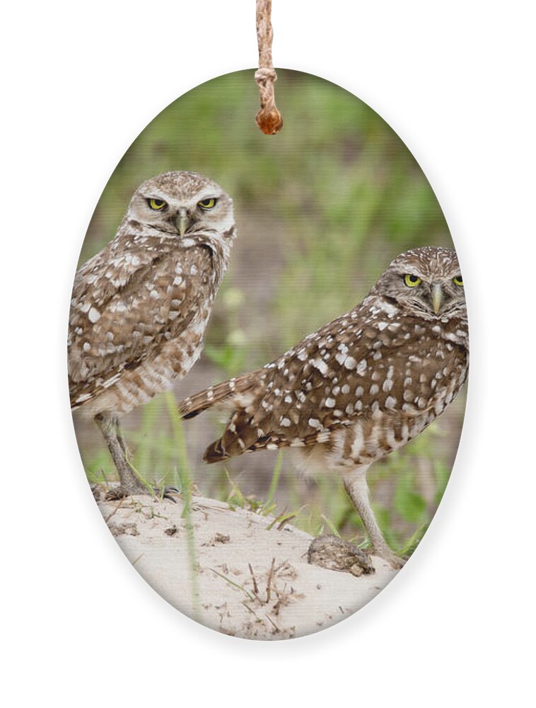 Spring Ornament featuring the photograph Pair of Burrowing Owls by Tracy Winter