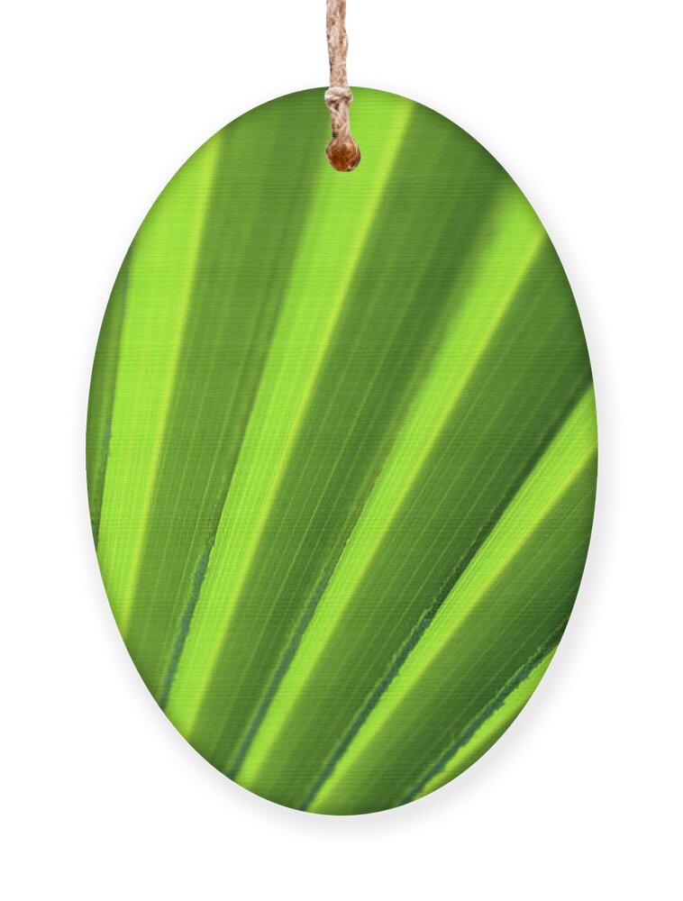 Abstract Ornament featuring the photograph Palm Leaf Abstract by Denise Bird