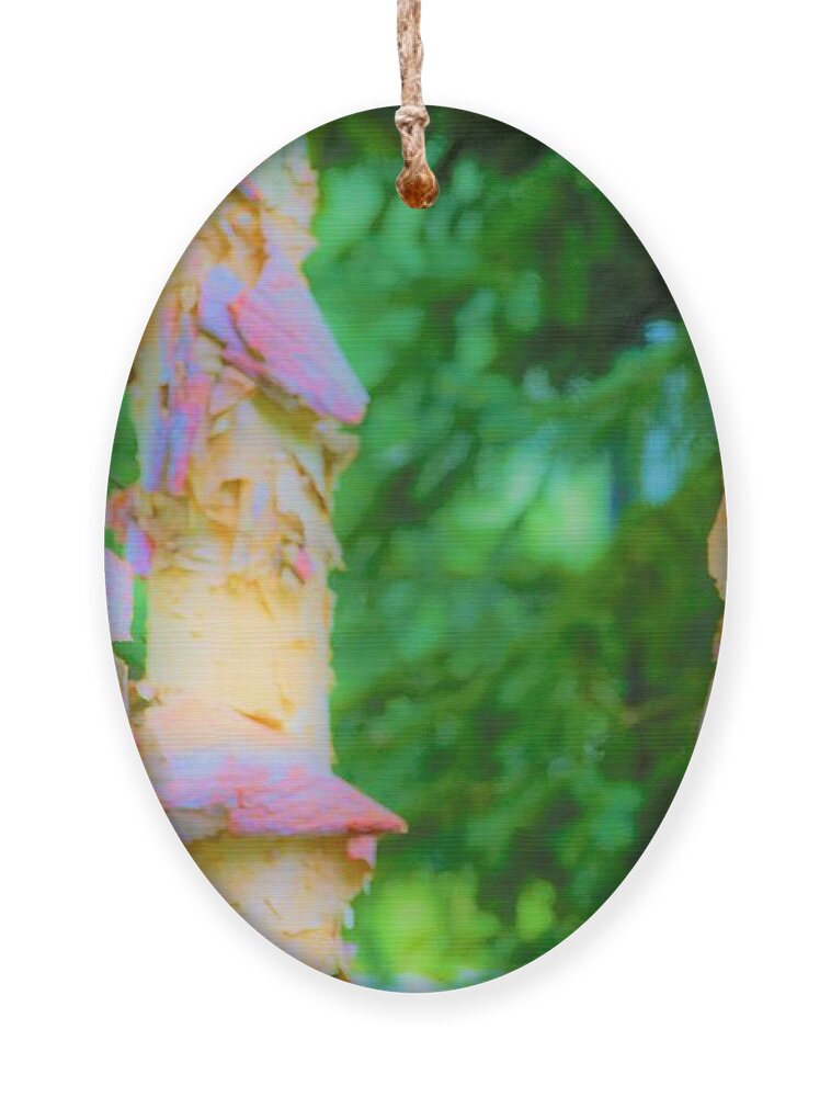 Trees Ornament featuring the photograph Paper thin Bark by Merle Grenz