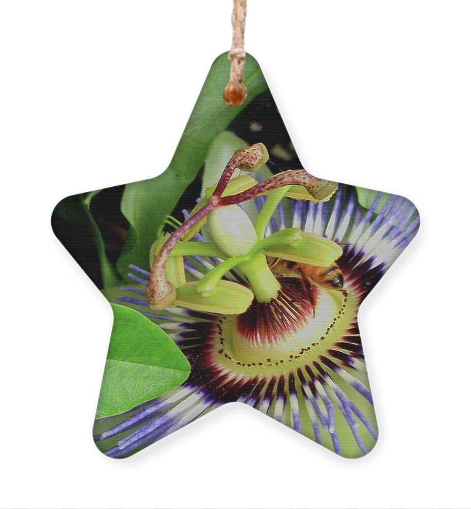 Passion Flower Ornament featuring the photograph Passion Flower by Allen Nice-Webb