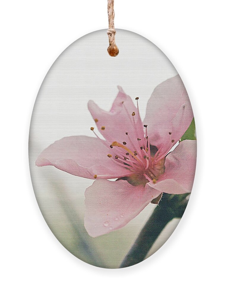 Cindi Ressler Ornament featuring the photograph Peach Blossom by Cindi Ressler