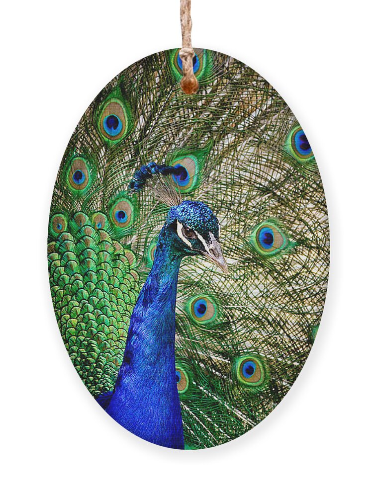 Cosley Ornament featuring the photograph Peacock Open Tail by Joni Eskridge