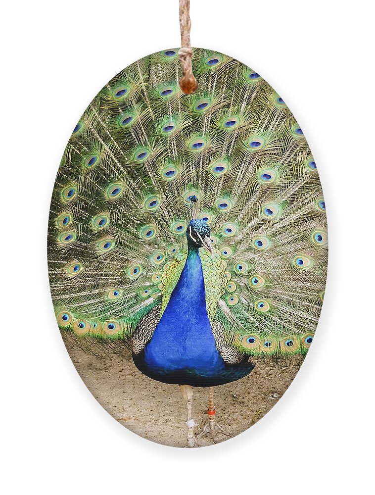 Peacock With Feathers Open Ornament by Cynthia Woods - Pixels