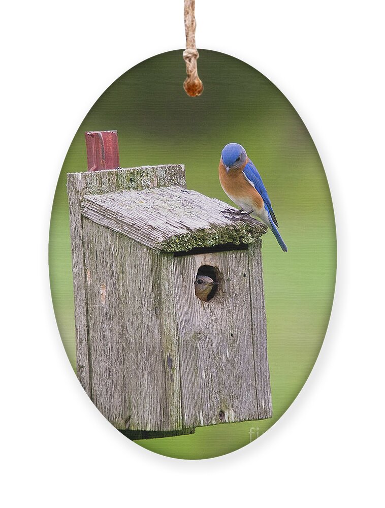 Bluebird Ornament featuring the photograph Peek a Boo Blue by Steve Stuller