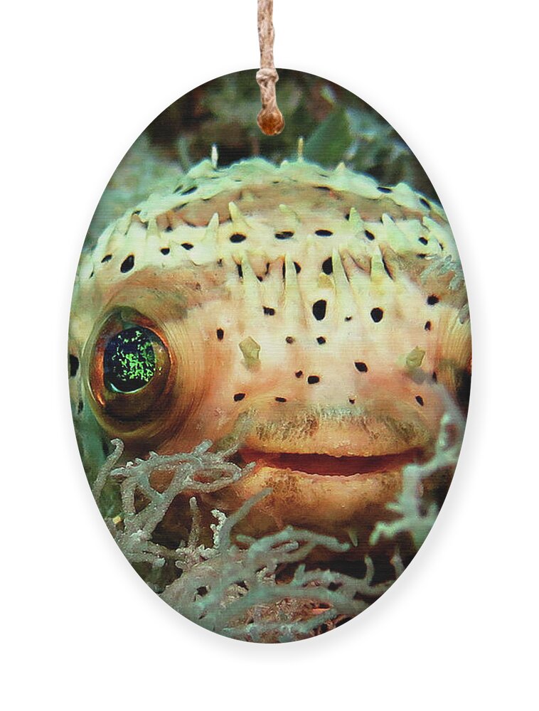 Underwater Ornament featuring the photograph Peek A Boo by Daryl Duda