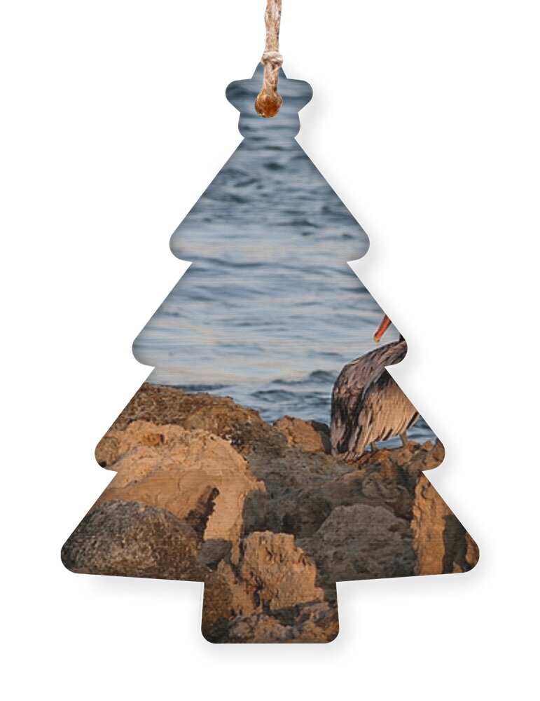 Pelican Ornament featuring the photograph Pelican on the Rocks by Sabrina L Ryan