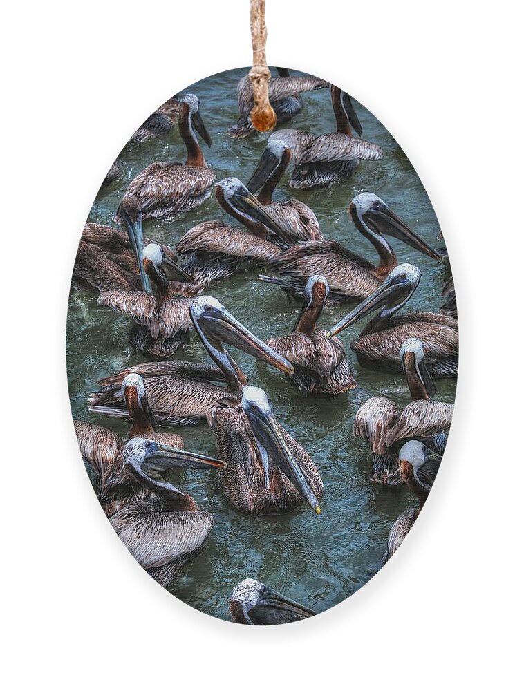 Carol R Montoya Ornament featuring the photograph Pelicans Wait For Left Overs by Carol Montoya