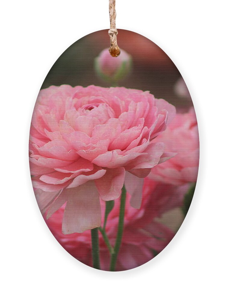 Pink Ranunculus Ornament featuring the photograph Peony Pink Ranunculus Closeup by Colleen Cornelius