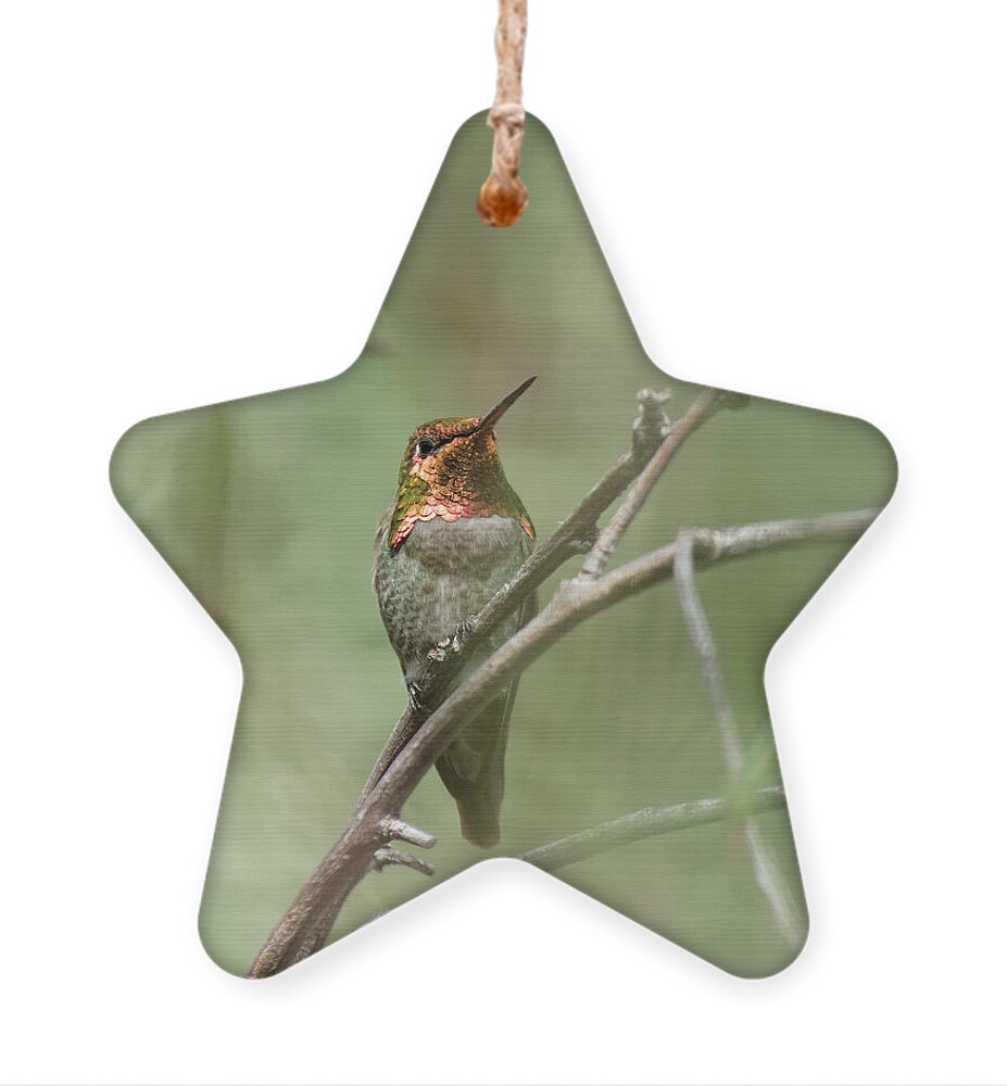 Darin Volpe Animals Ornament featuring the photograph Pepper Tree Ornament No. 2 -- Anna's Hummingbird in Templeton, California by Darin Volpe