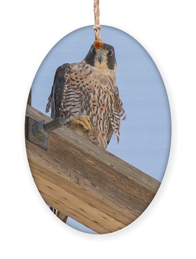 Falcon Ornament featuring the photograph Peregrine Falcon on the Plains by Tony Hake