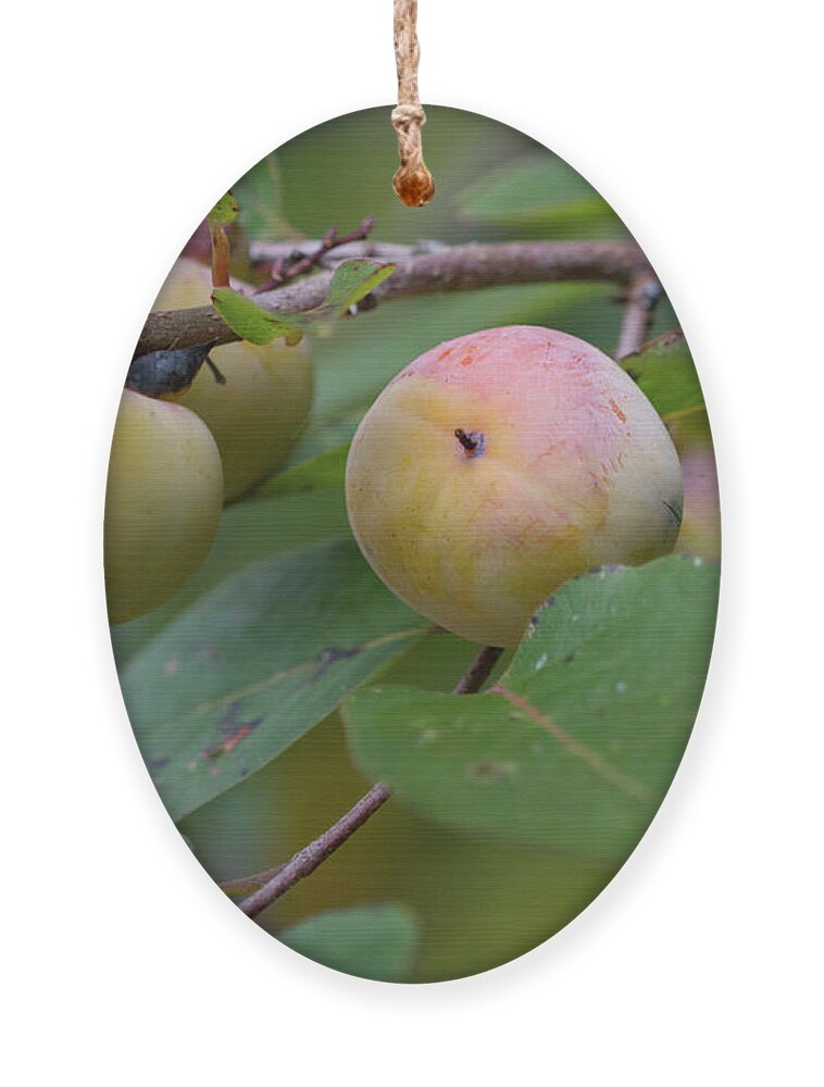 Persimmon Ornament featuring the photograph Persimmons by Paul Rebmann