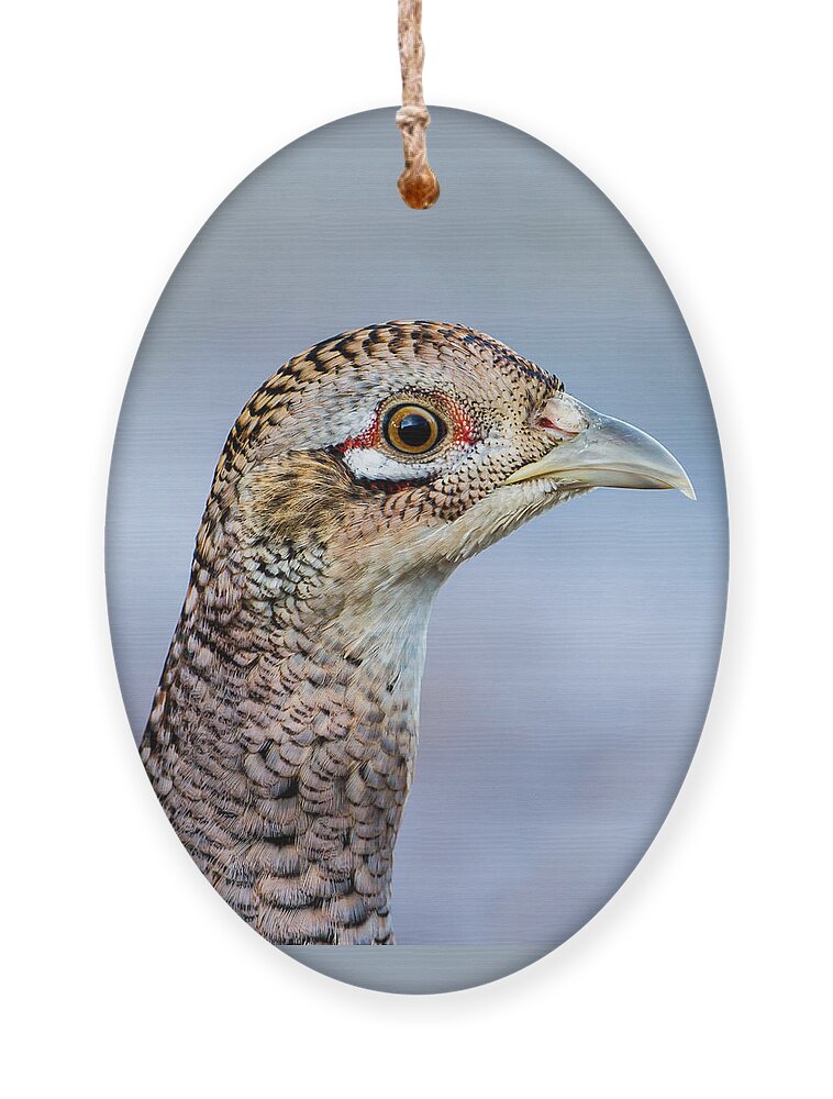 Pheasant Hen Ornament featuring the photograph Pheasant Hen by Torbjorn Swenelius