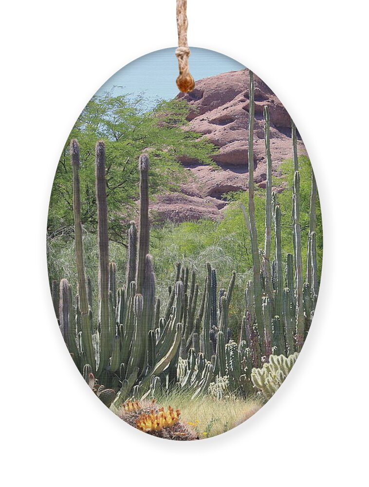 Desert Ornament featuring the photograph Phoenix Botanical Garden by Carol Groenen