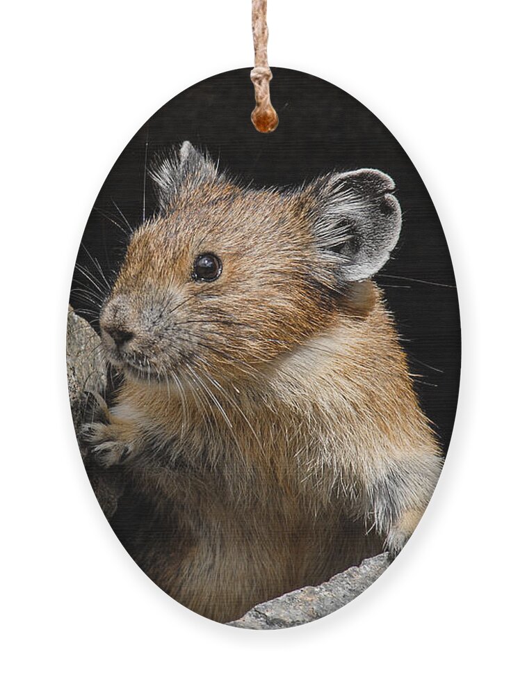 Animal Ornament featuring the photograph Pika Looking out from its Burrow by Jeff Goulden