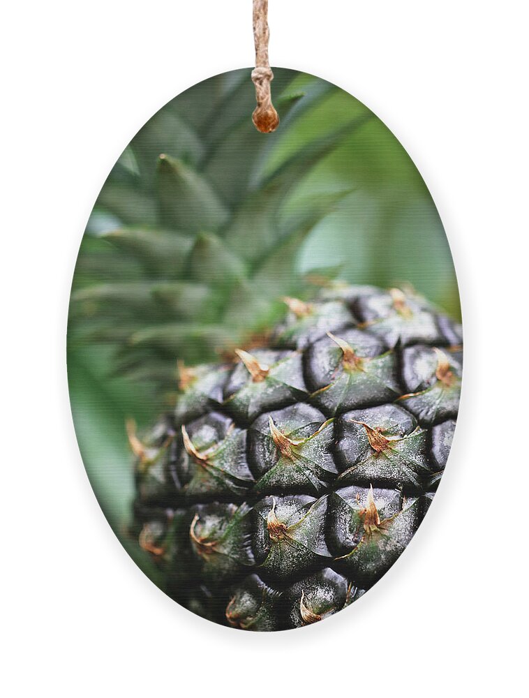 Pineapple Ornament featuring the photograph Pineapple green by Vanessa Thomas