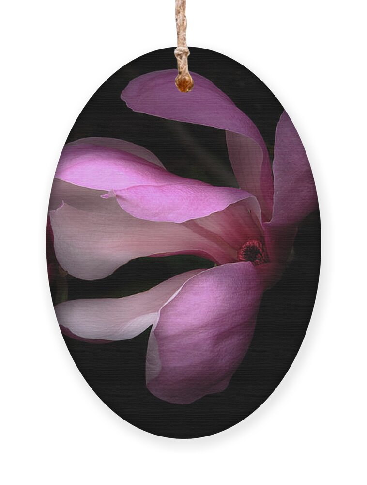 Morton Arboretum Ornament featuring the photograph Pink and White Magnolia in Silhouette by Joni Eskridge