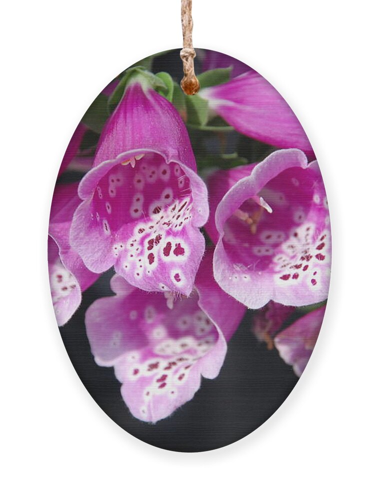 Pink Flowers Ornament featuring the photograph Pink Bells by Ee Photography