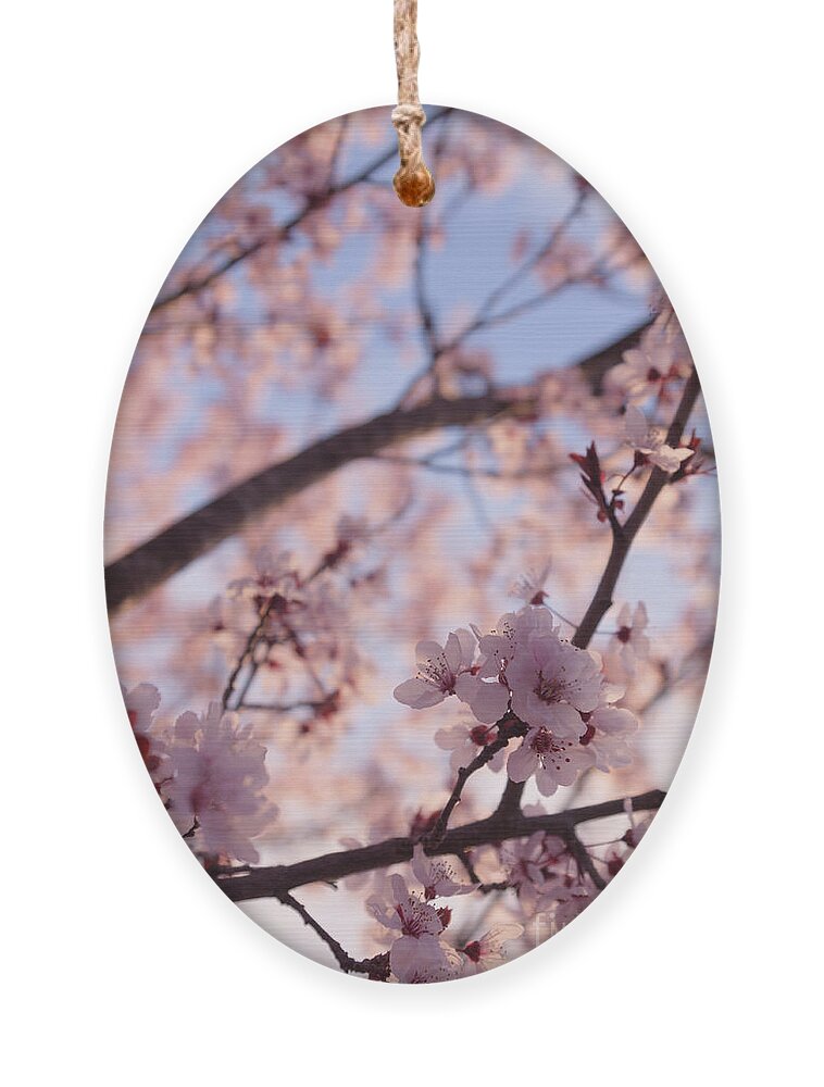 Cherry Blossoms Ornament featuring the photograph Pink Cherry Blossoms by Ana V Ramirez