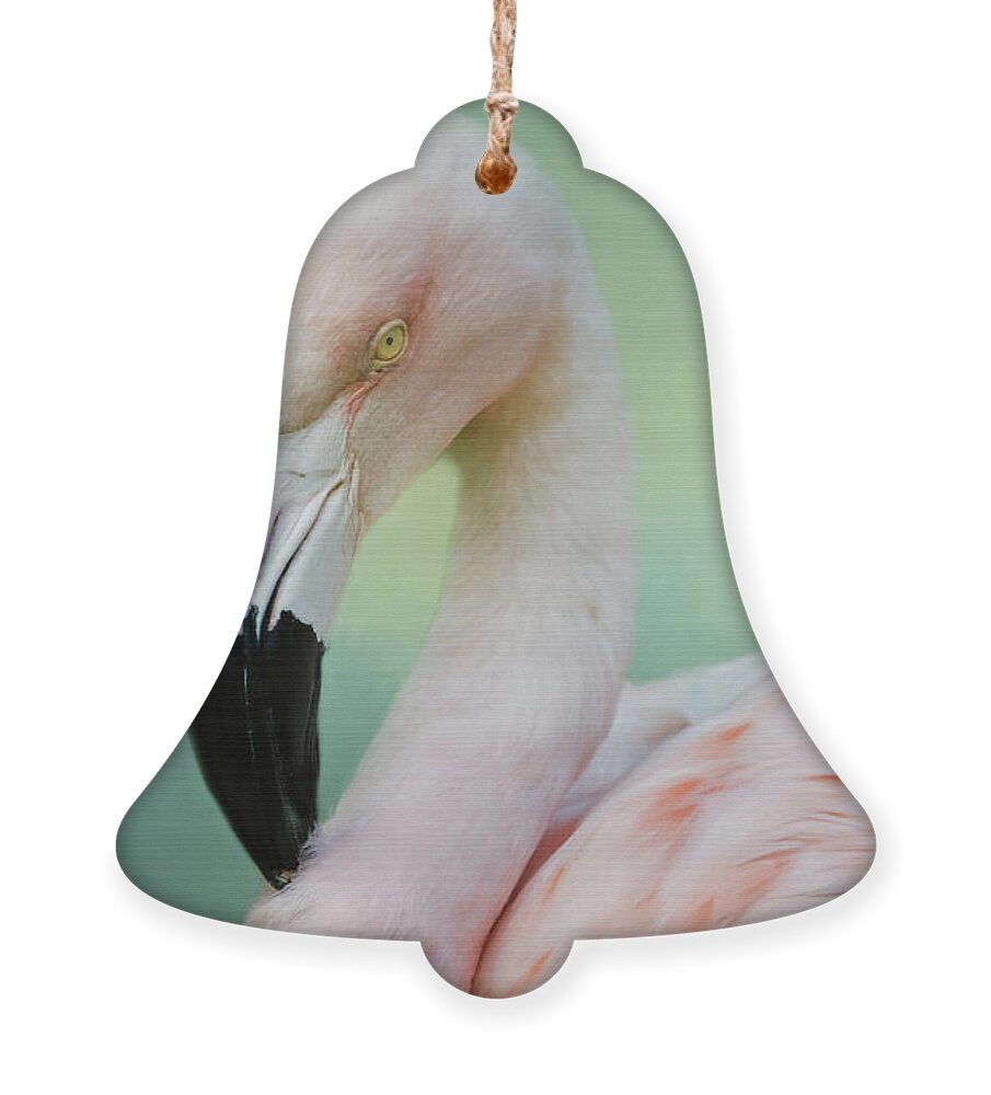 Ciconiiformes Ornament featuring the photograph Pink Floyd by Lana Trussell