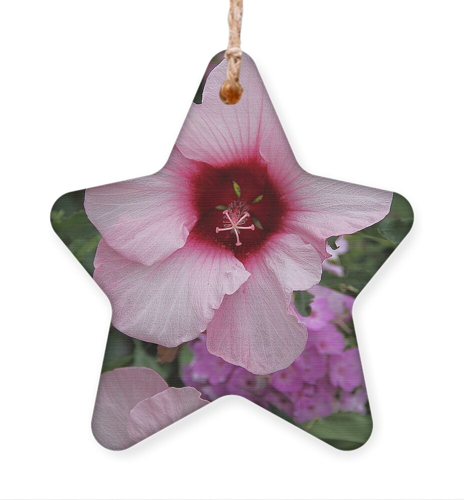 Flower Ornament featuring the photograph Pink Hibiscus by Allen Nice-Webb