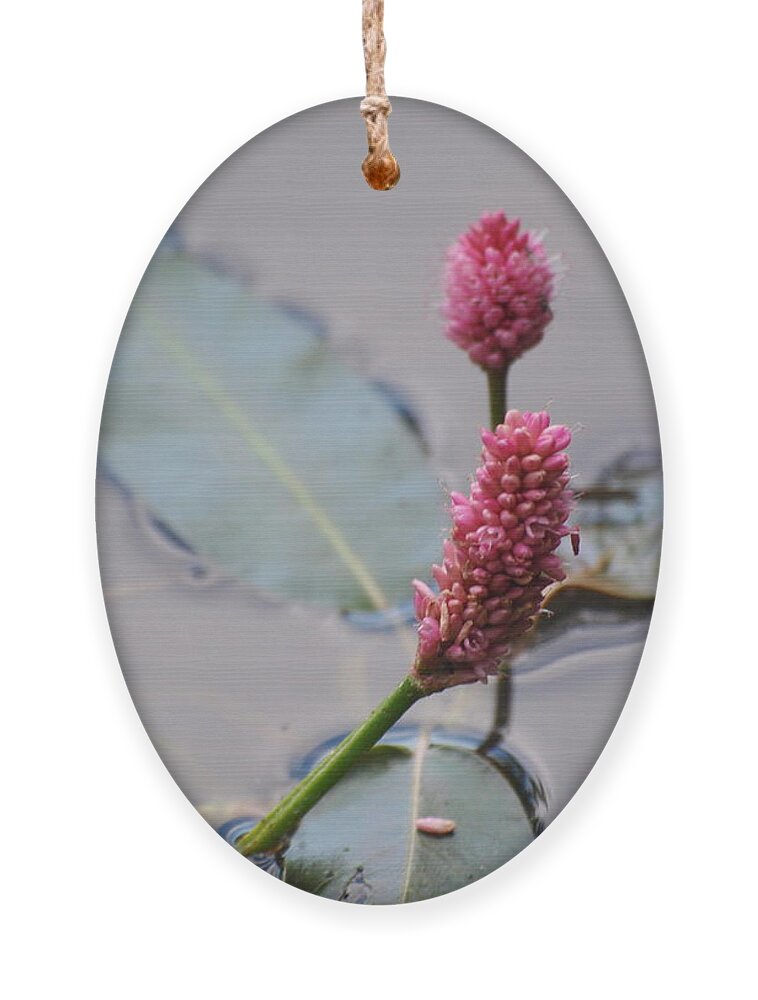 Pink Ornament featuring the photograph Pink Lily Pad by Vivian Martin