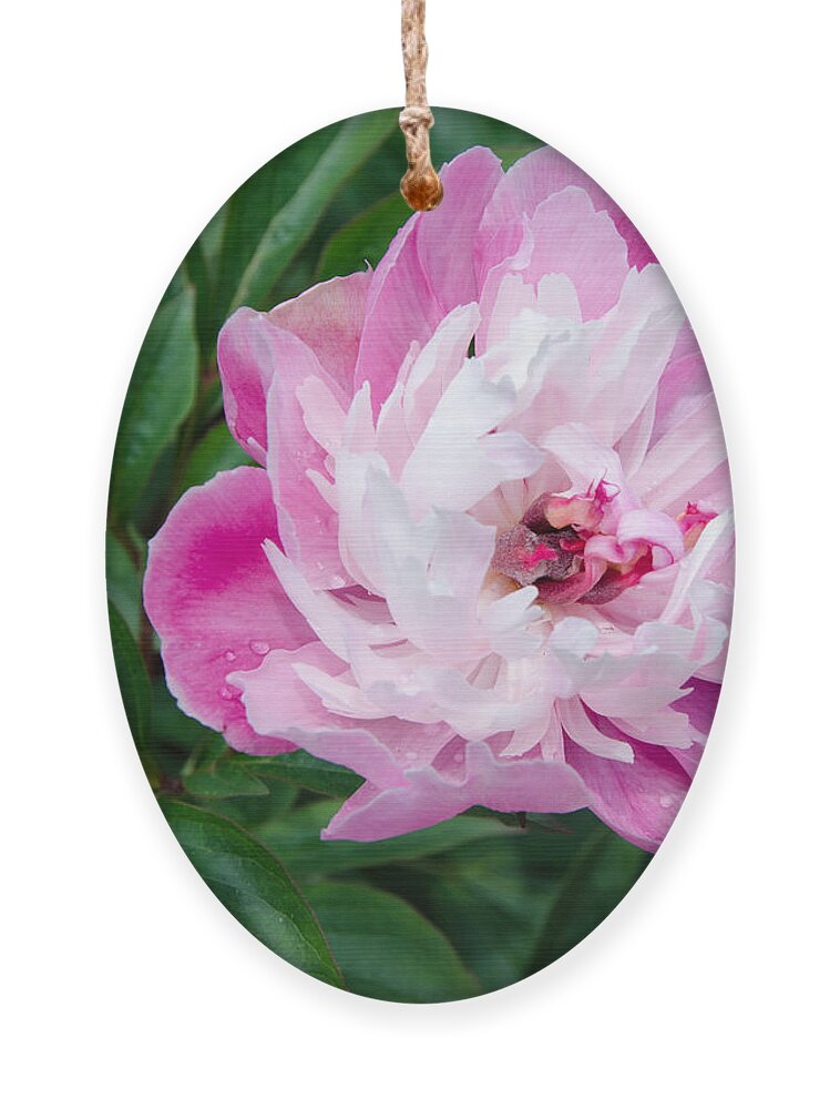Pink Ornament featuring the painting Pink Peony by Laurel Best