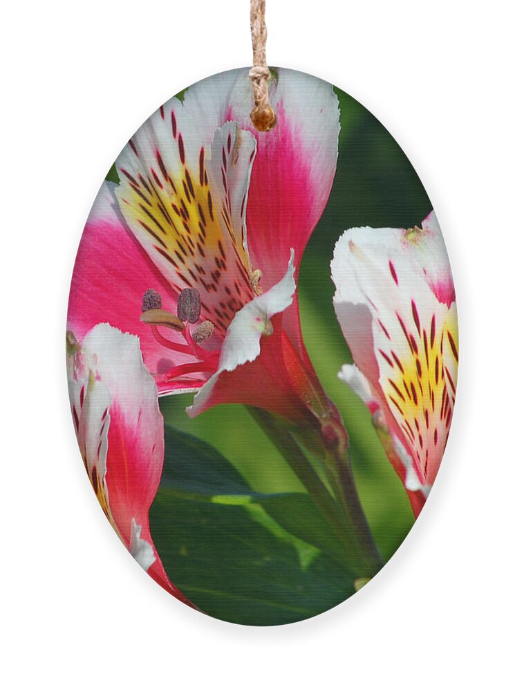 Peruvian Ornament featuring the photograph Pink Peruvian Lily 2 by Amy Fose