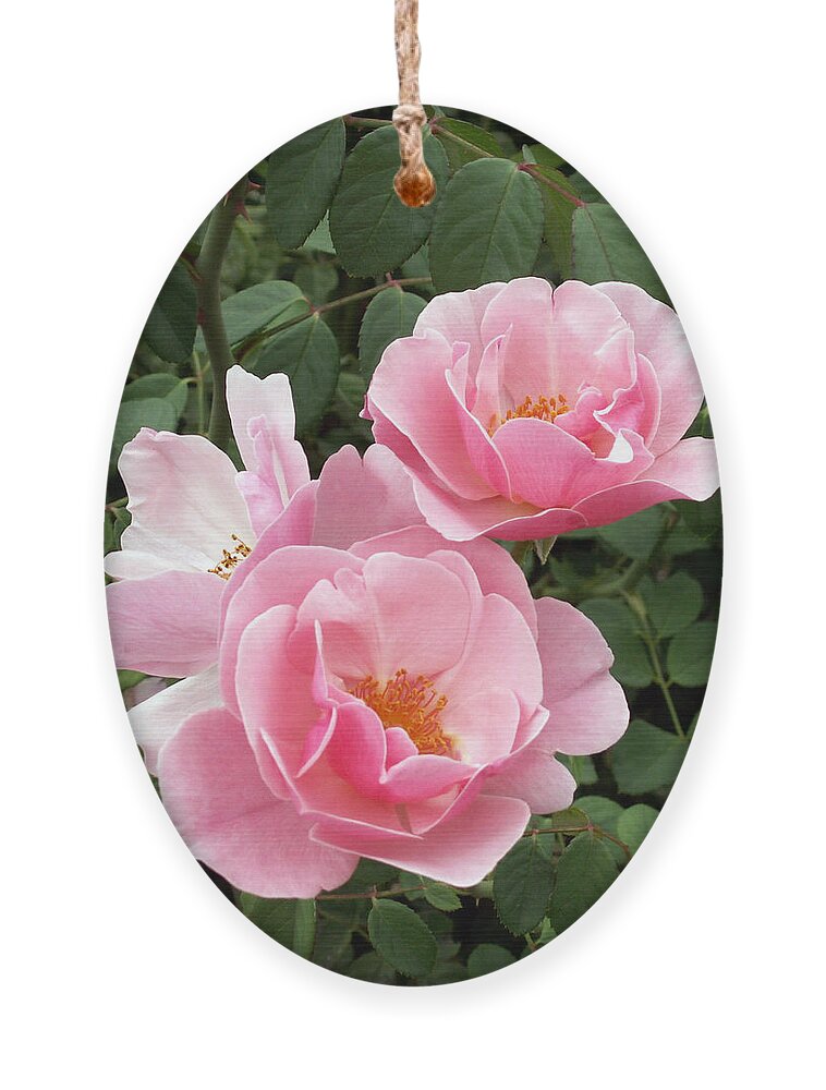 Roses Ornament featuring the photograph Pink Roses 1 by Amy Fose