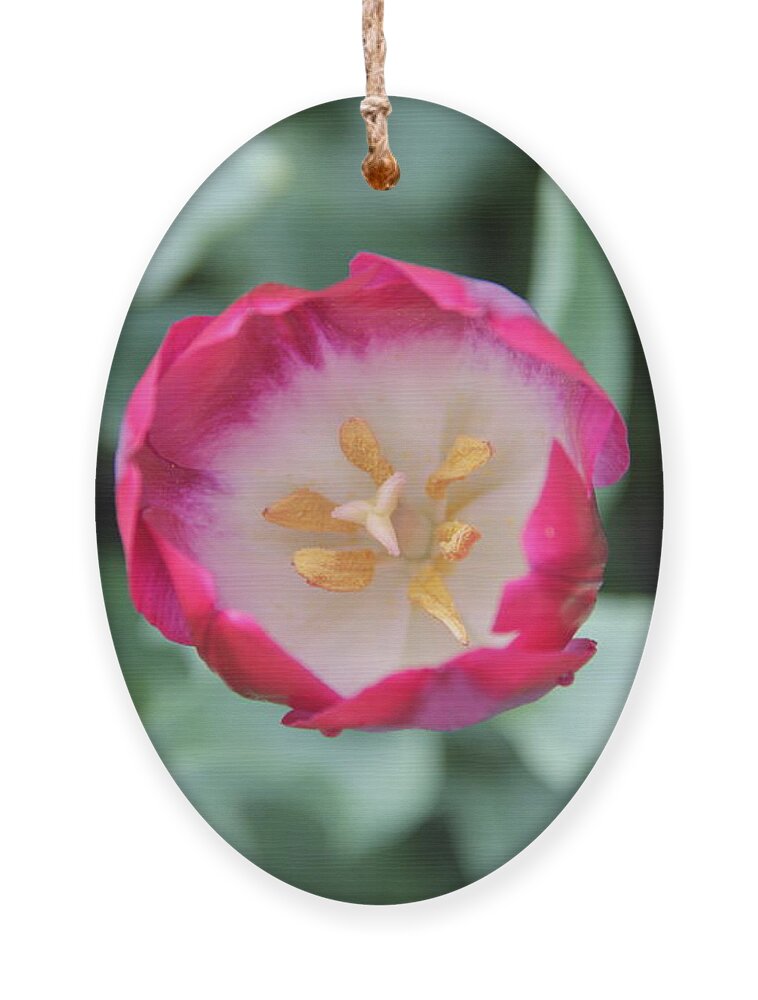 Tulip Ornament featuring the photograph Pink Tulip Top View by Allen Nice-Webb