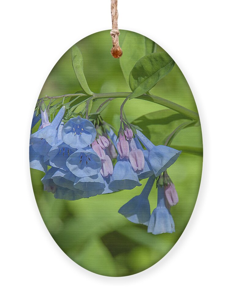 Nature Ornament featuring the photograph Pink Virginia Bluebells or Virginia Cowslip DSPF0334 by Gerry Gantt