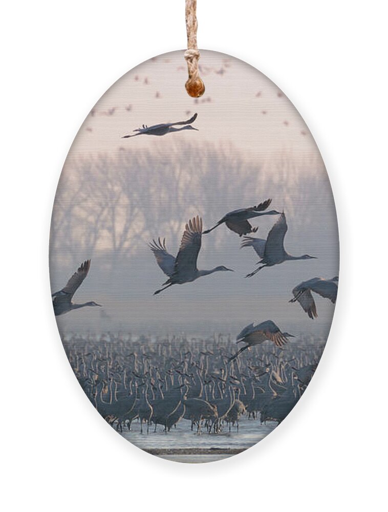 Sandhill Cranes Ornament featuring the photograph Platte River Morn by Susan Rissi Tregoning