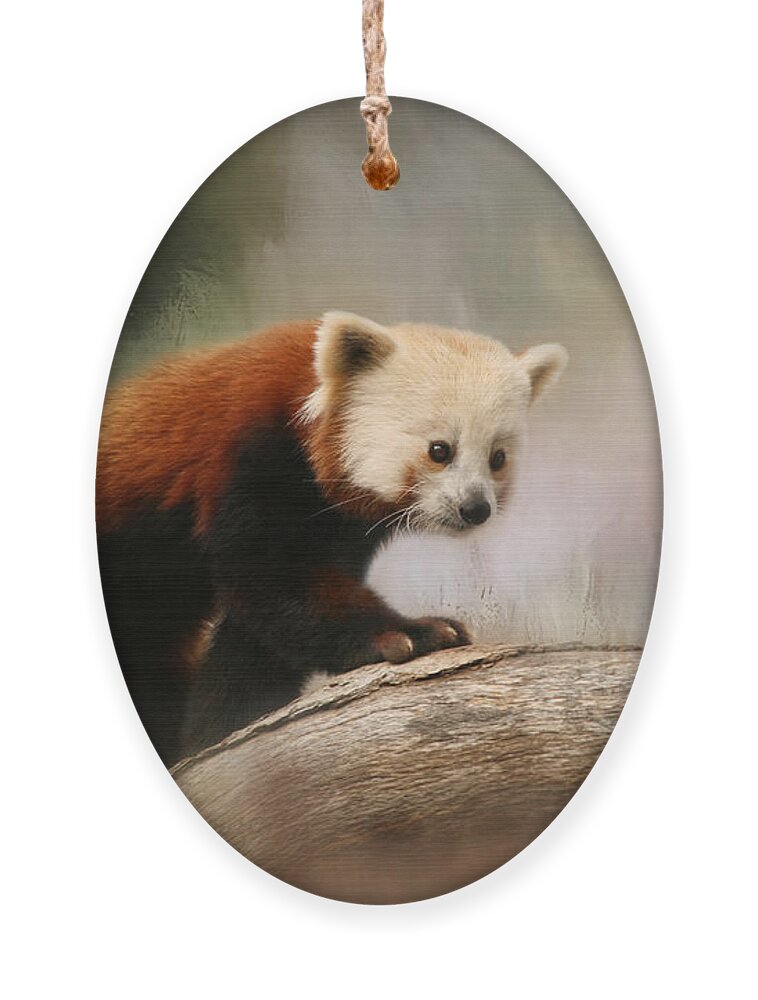 Panda Ornament featuring the photograph The Panda Red by Kim Hojnacki