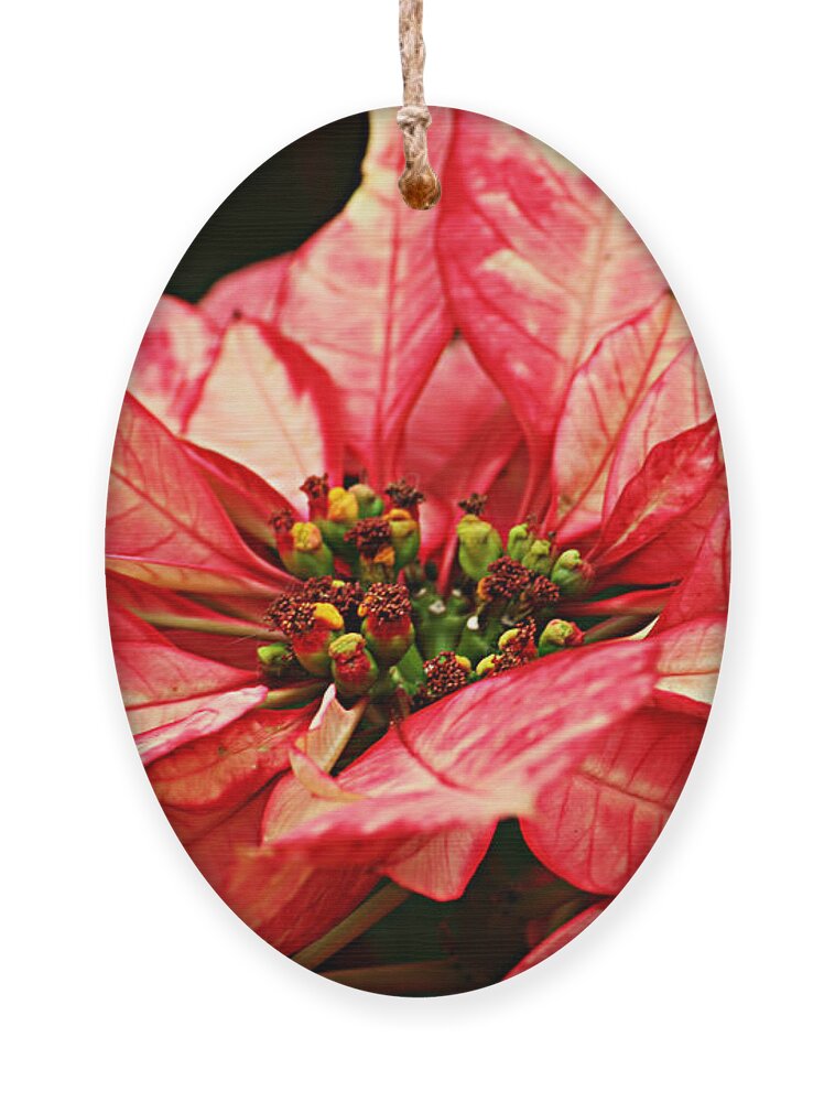 Poinsettia;christmas;flower;plant;christmas Flowers;red;variegated;horizontal Ornament featuring the photograph Poinsettia by Cheryl Day