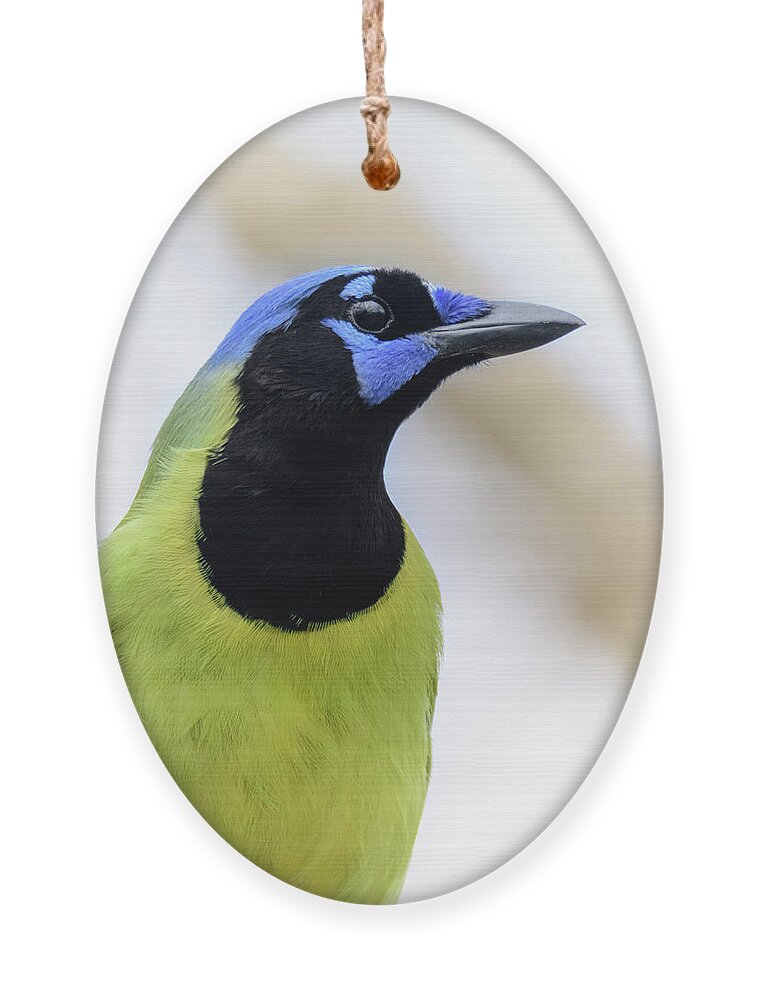 Green Jay Ornament featuring the photograph Portrait of a Green Jay by Debra Martz