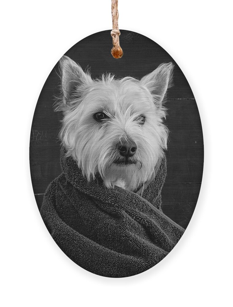 Portrait Of A Westie Dog Ornament featuring the photograph Portrait of a Westie Dog by Edward Fielding