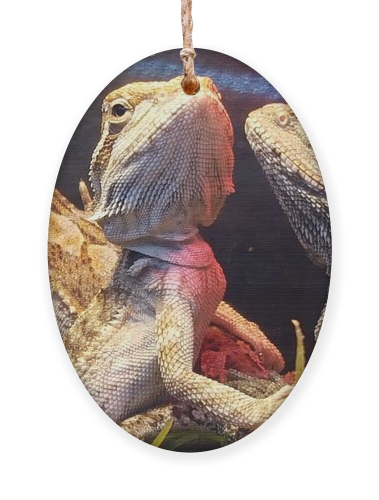 Reptiles Ornament featuring the photograph Posers at the Pet Store by Dani McEvoy
