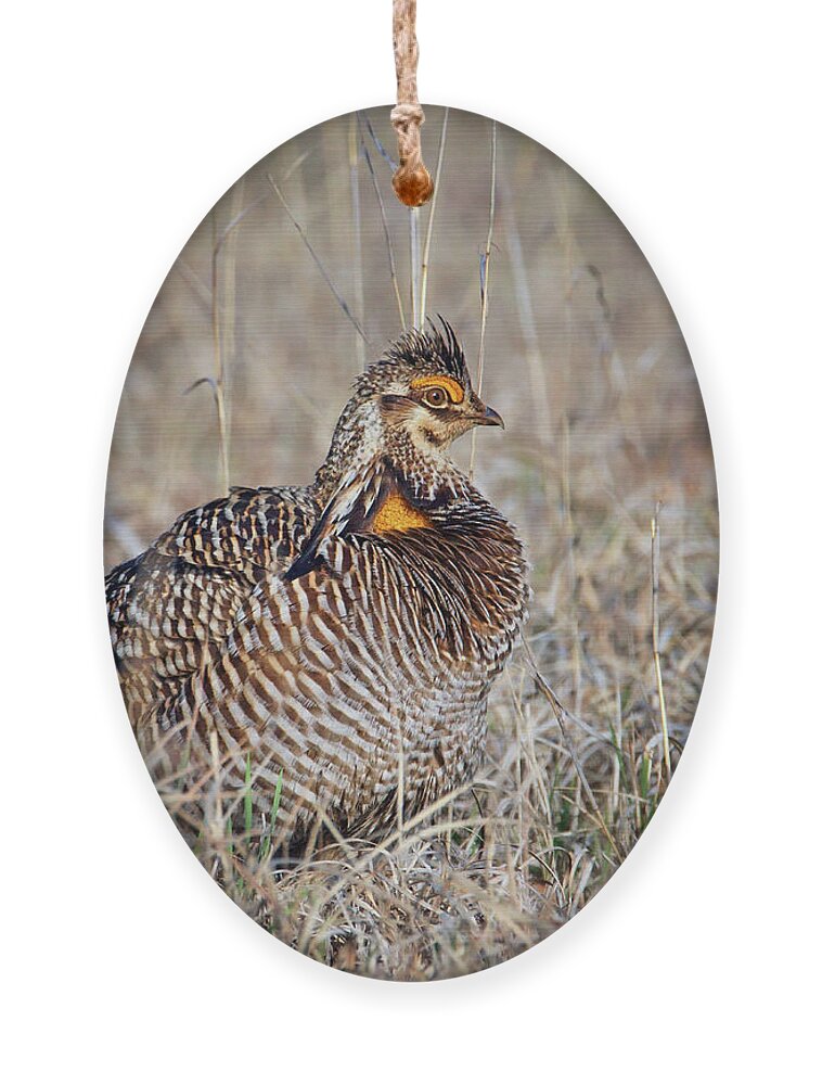 Birds Ornament featuring the photograph Prairie Chicken - Portrait by Nikolyn McDonald