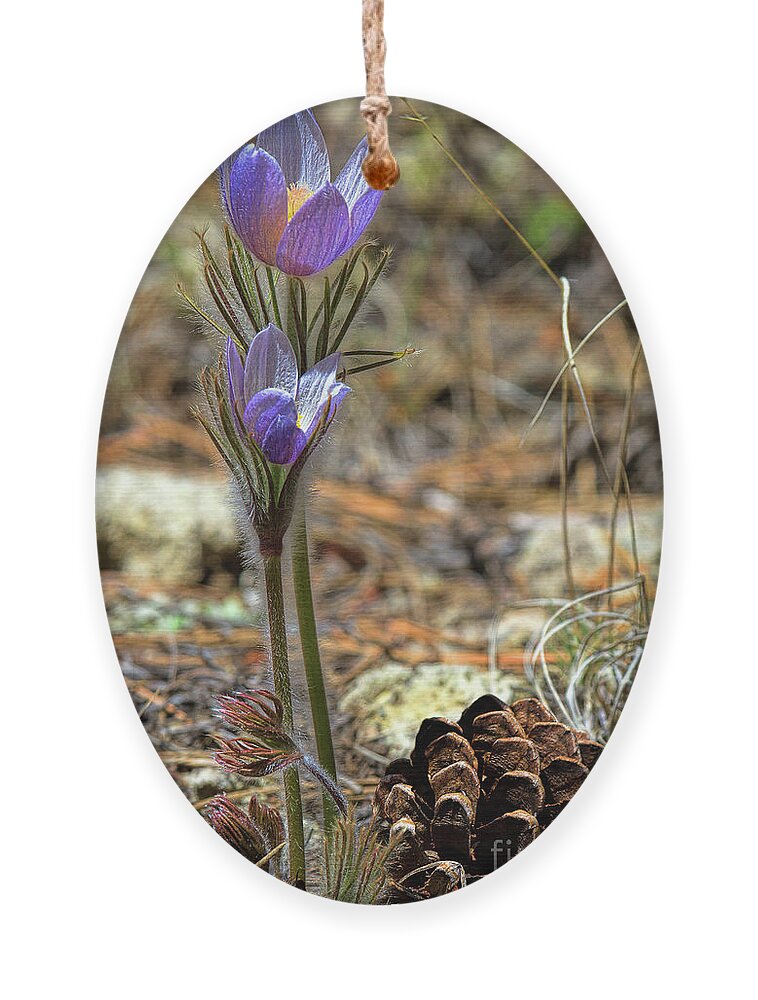 Pasque Flower Ornament featuring the photograph Prairie Crocus by Jim Garrison