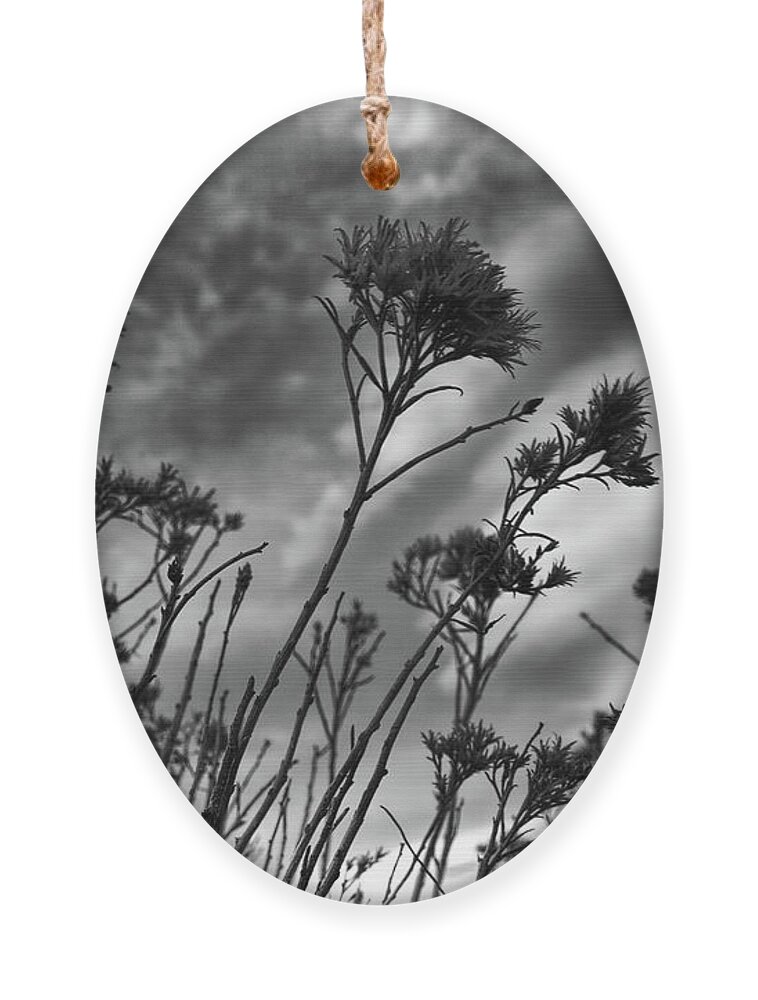 Black And White Landscape Ornament featuring the photograph Prairie Skies by Jim Garrison